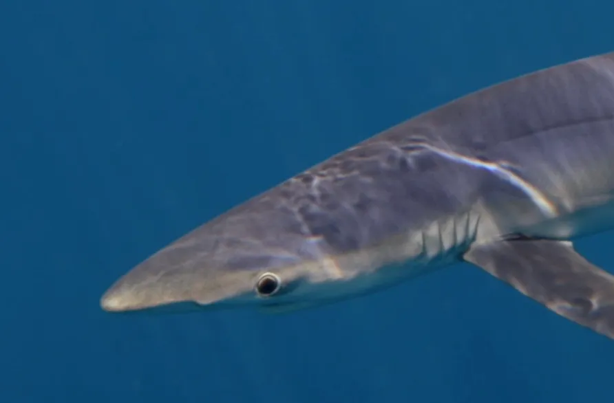 Coexistence avec les requins